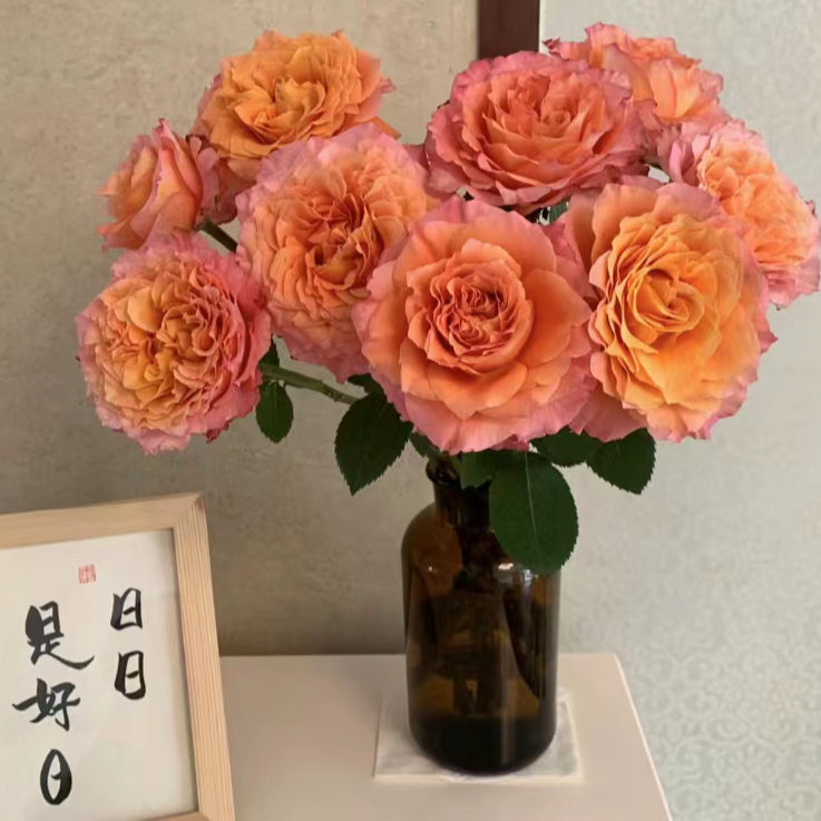 云南万千花卉基地鲜花 火灵鸟玫瑰10枝 包邮