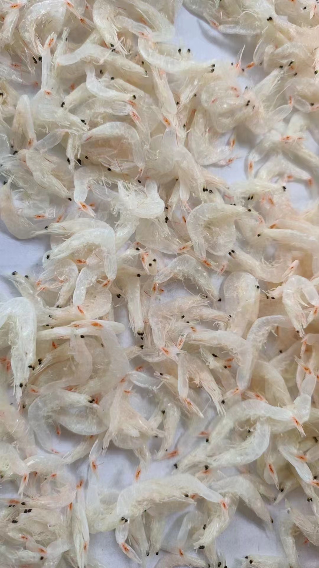 【精选】淡干无盐海米虾皮500克海产干货