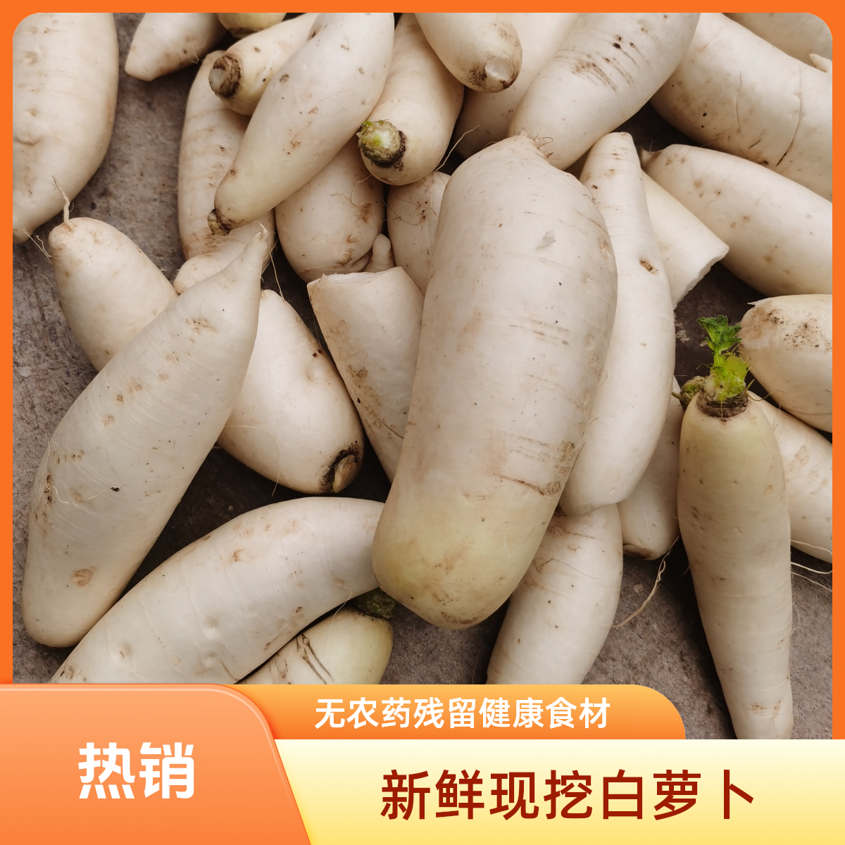 湖南衡阳本地农产品农家新鲜蔬菜炒菜煲汤凉拌腌制新鲜白萝卜