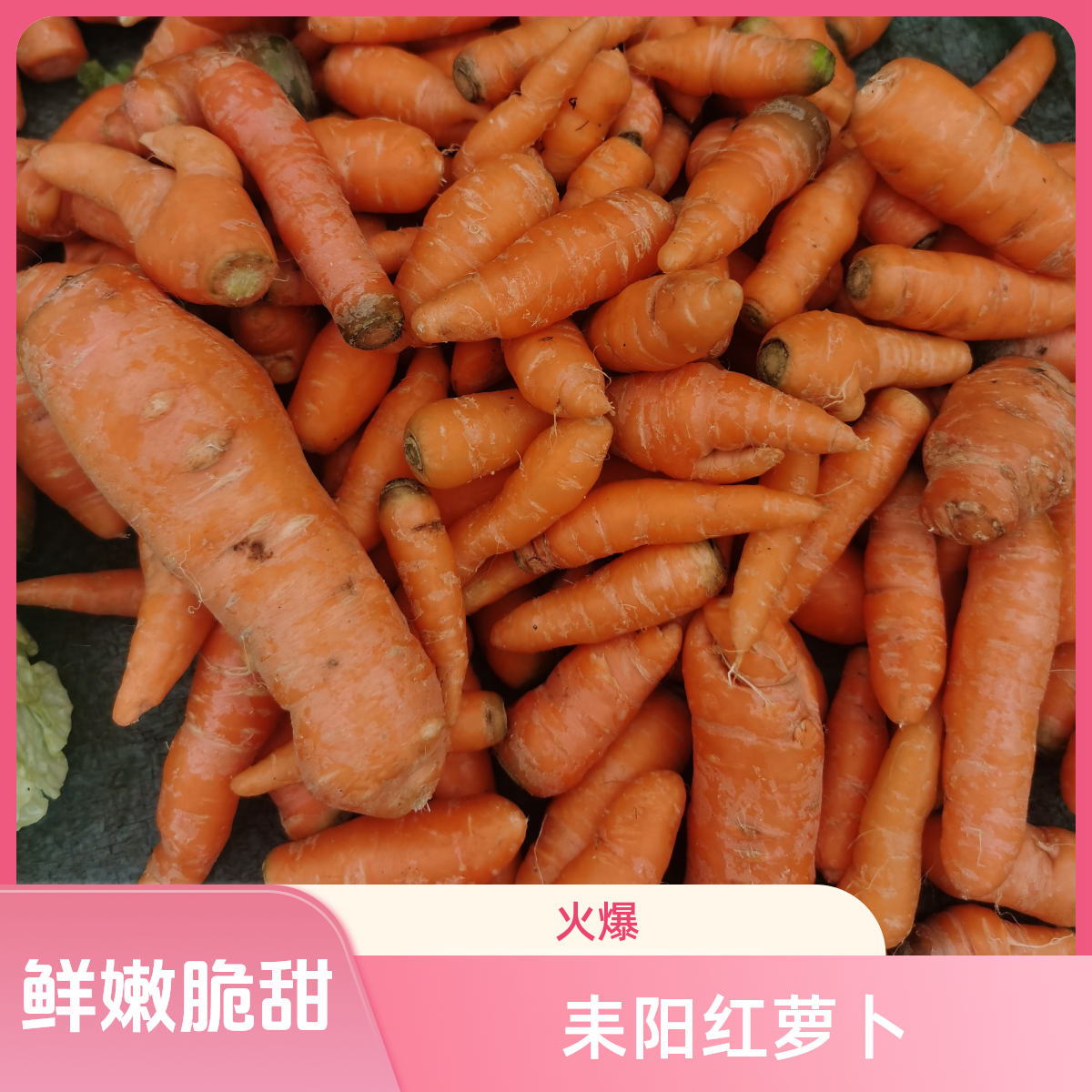 湖南耒阳新鲜红萝卜白萝卜农家本地自种