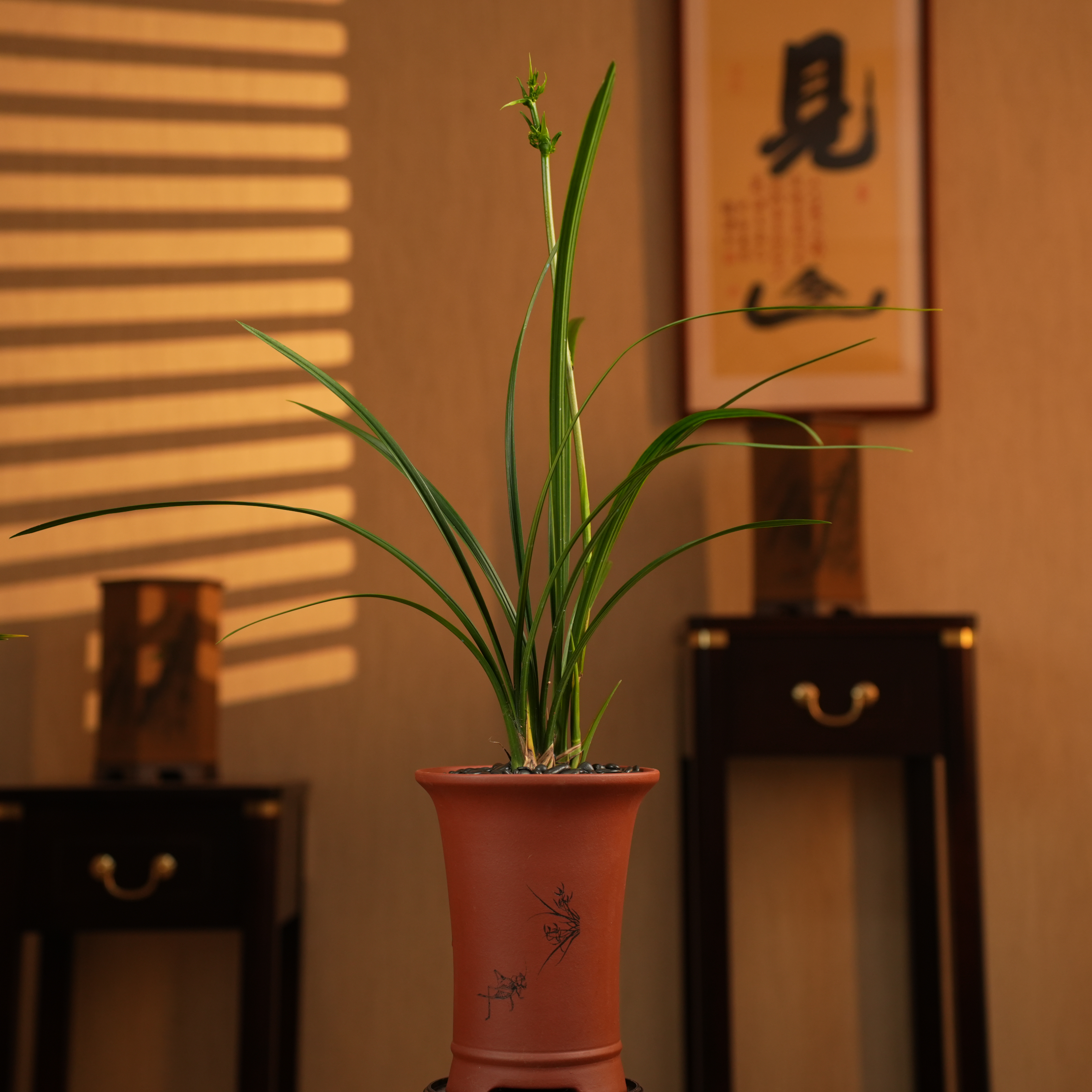 【老种子母奇蝶】高端寒兰名贵花苗奇花正品浓香型室内绿植花卉盆栽