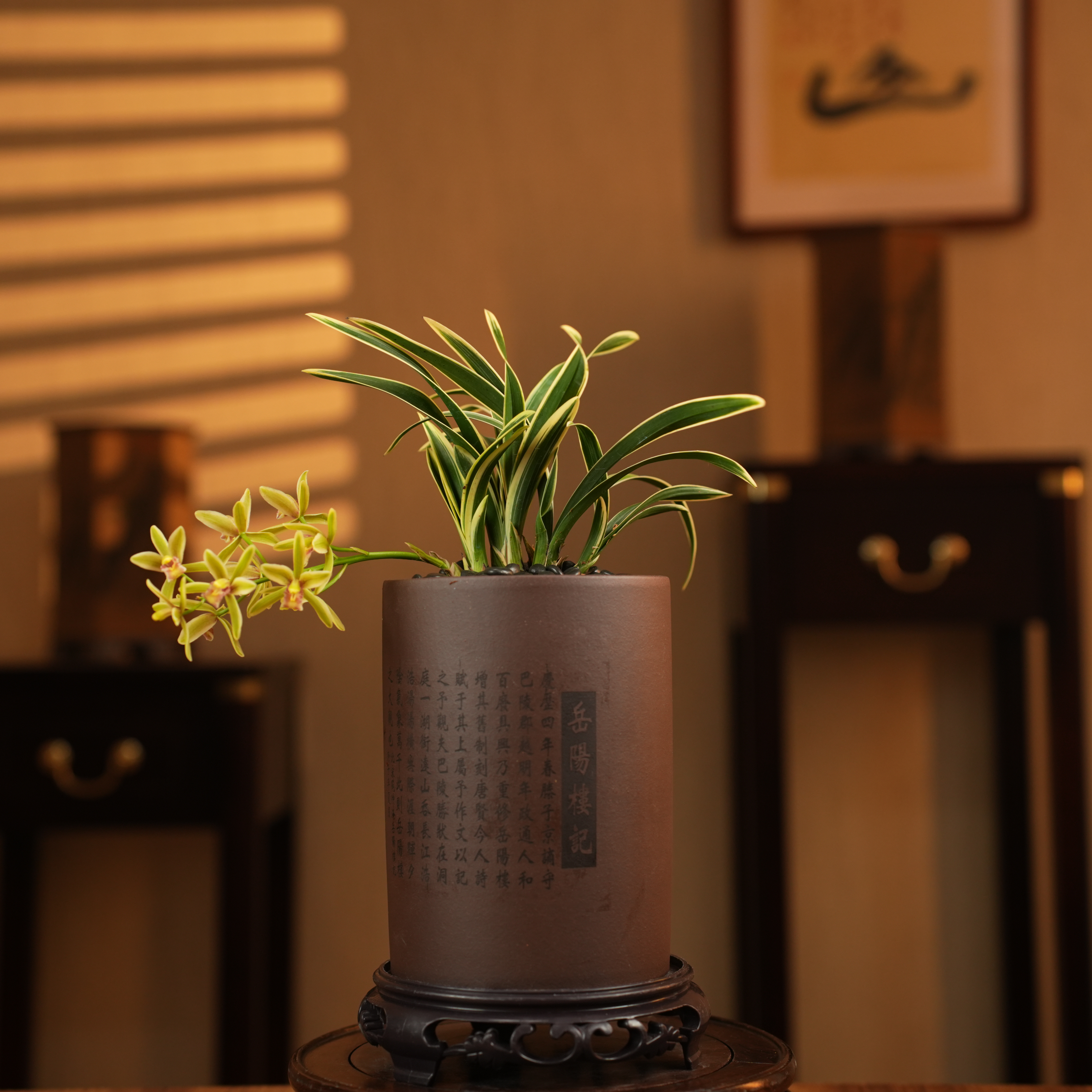 【老种翠品冠鼎】墨兰金边爪艺矮种精致浓香室内阳台兰花盆栽花卉