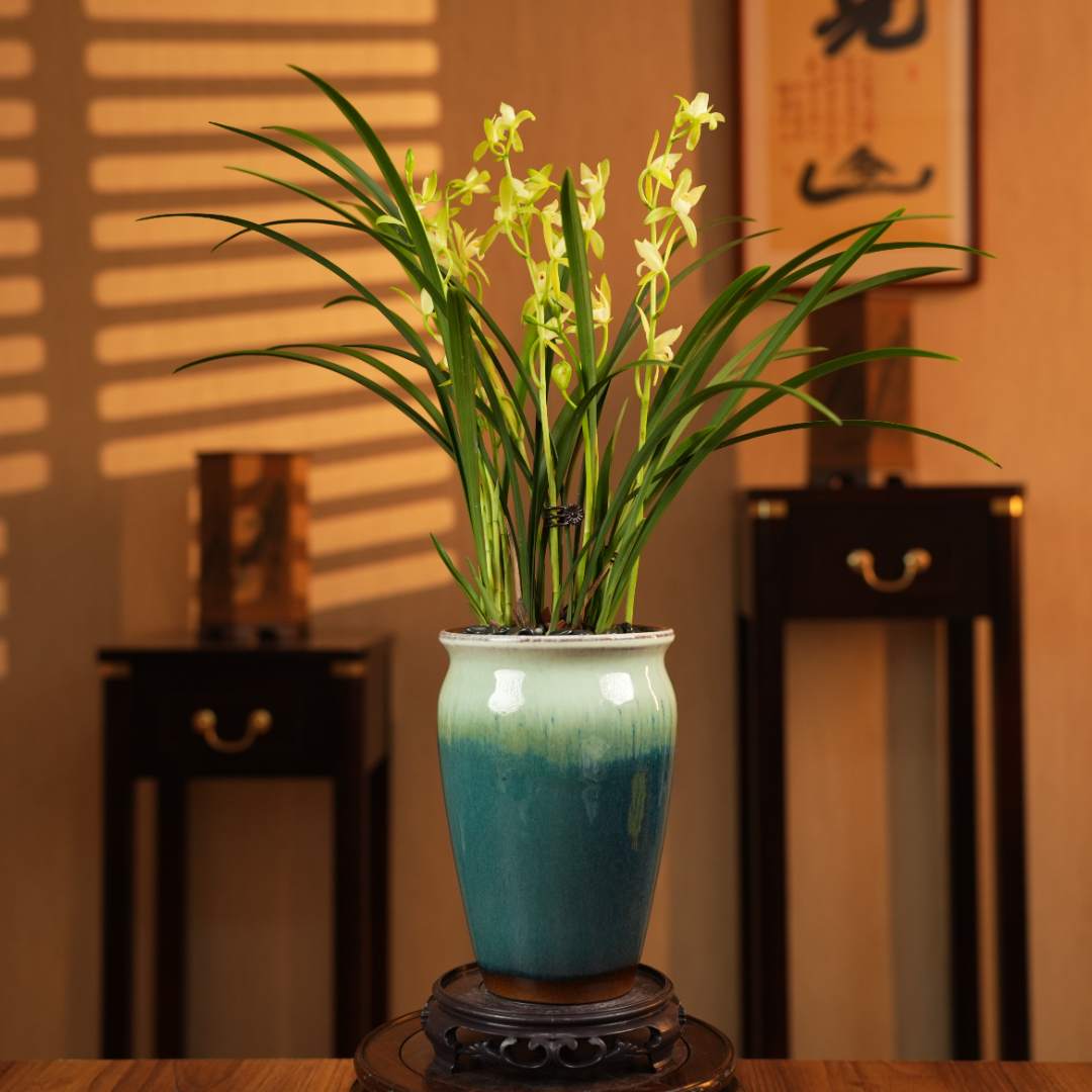 【老种汉宫翠鼎】建兰带花苞阳台开花盆栽浓香绿植