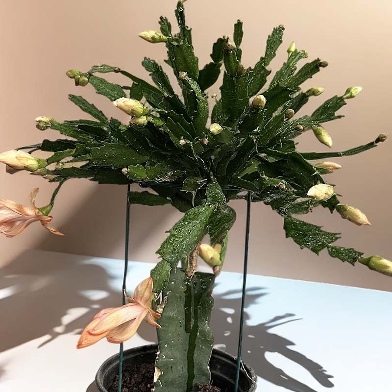 三角柱嫁接蟹爪兰仙人掌盆栽花卉绿植盆栽金黄色带盆土仙人掌客厅