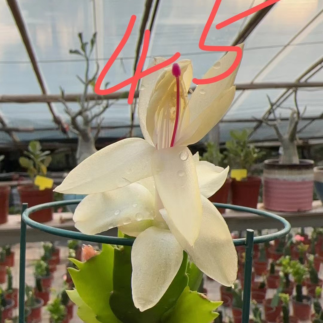 三角柱嫁接蟹爪兰鲜花花卉花卉盆栽白色花色为多色任选一色