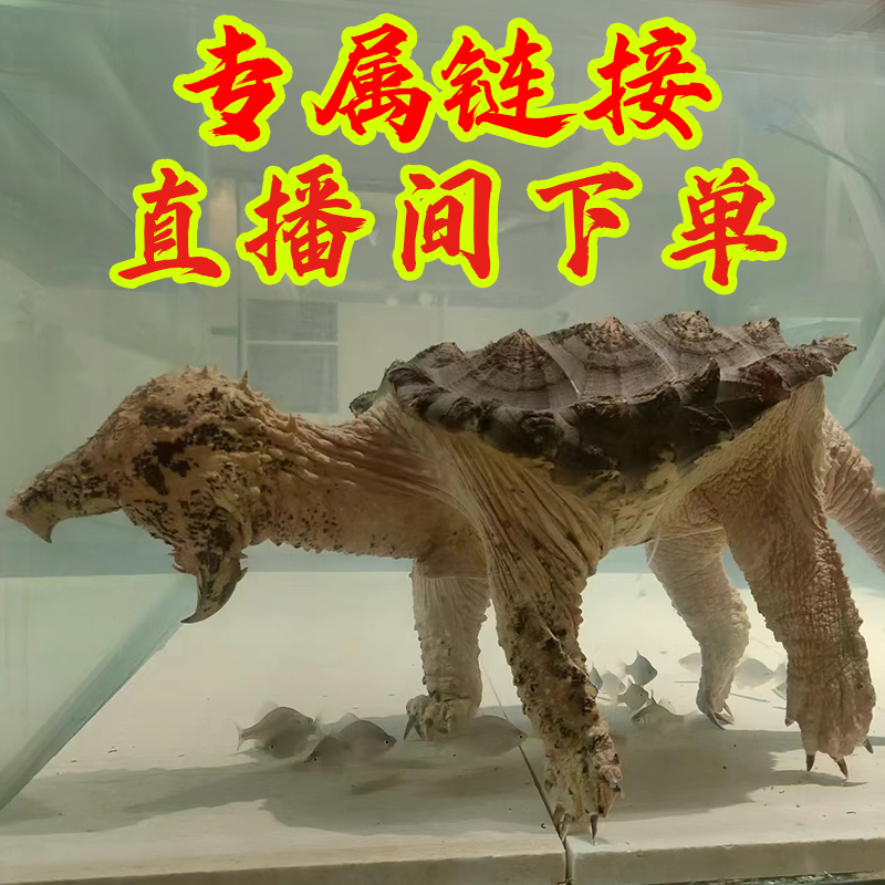 直播间选龟下单链接宠物龟斑点龟发财龟观赏龟巴西龟地图龟金钱龟