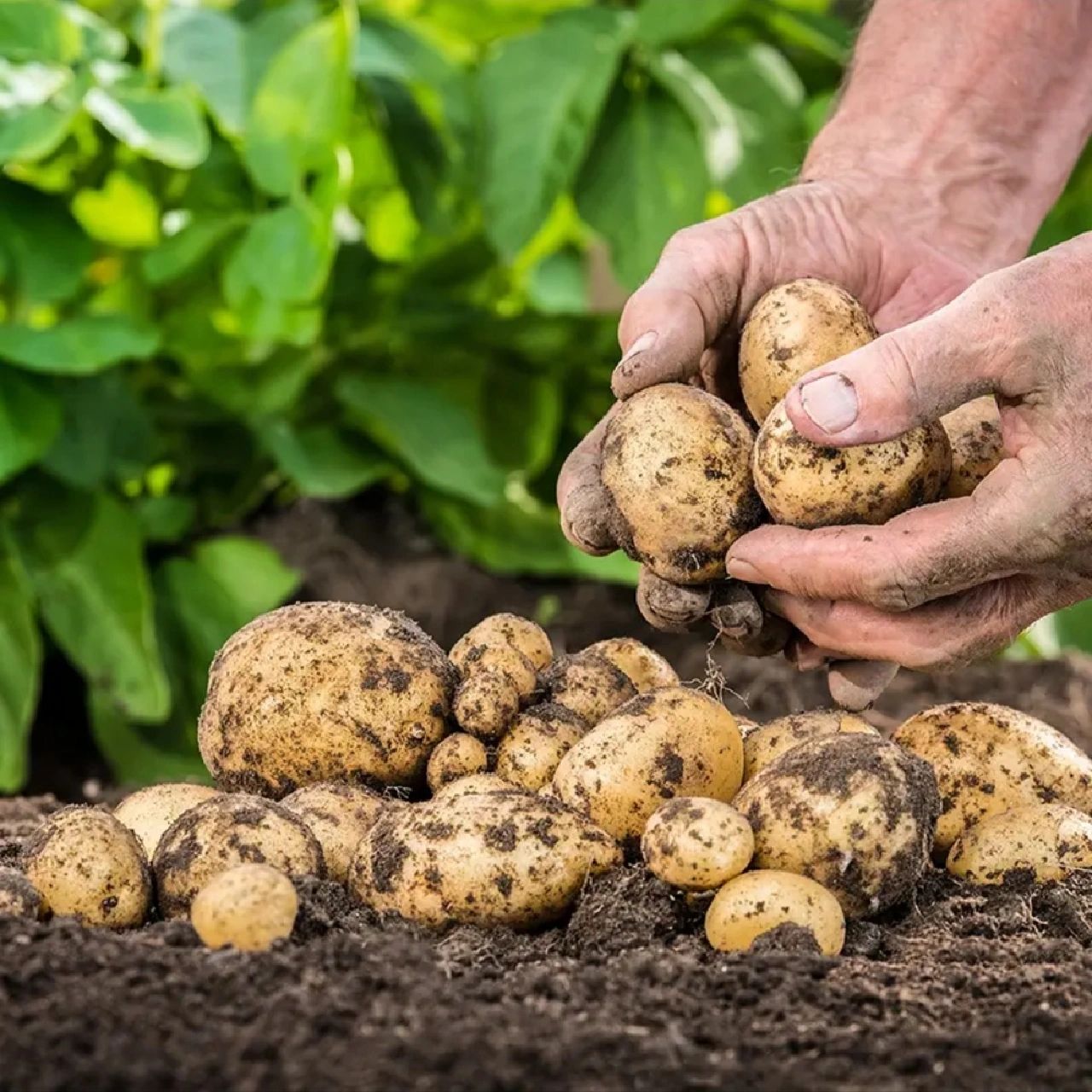恩施农家现挖小土豆