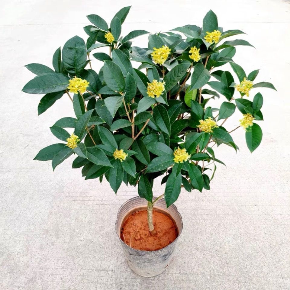 四季桂花五年苗情