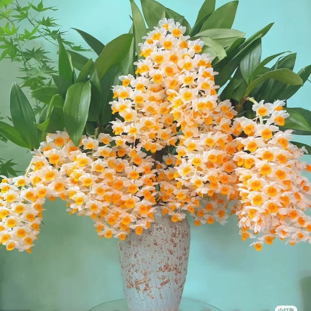 天使花卉球花球花石斛兰花花卉一物一拍4月份开花花期长栽种