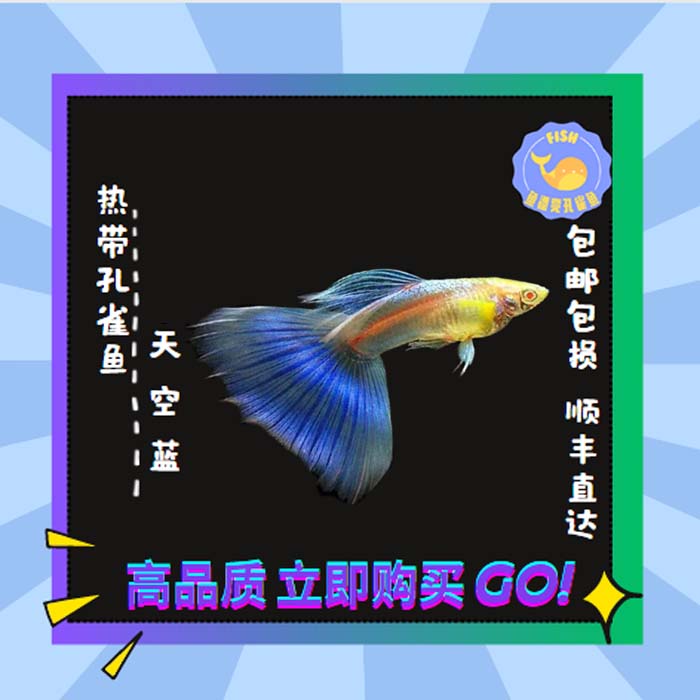 包邮天空蓝蓝孔雀鱼精品蓝白养鱼饲养活体纯种养殖