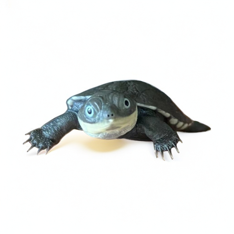 龟趣莱 直播选龟蛋龟西非侧颈头盔蛋宠物龟