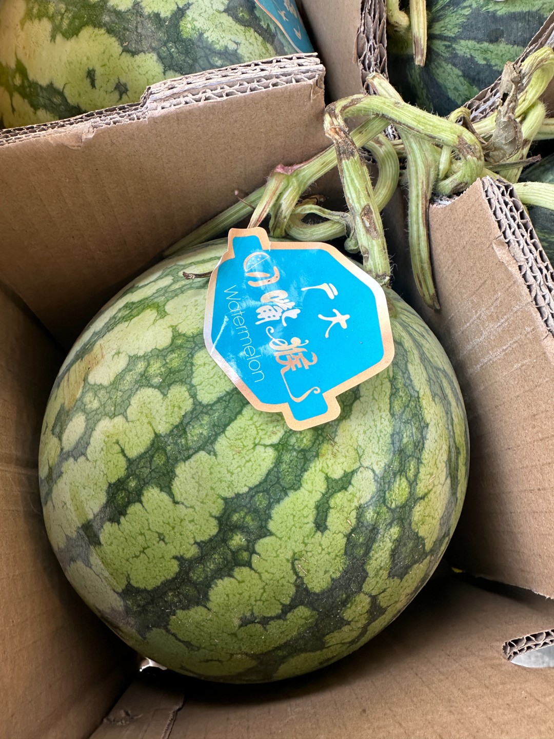 无籽麒麟瓜（一整个八斤左右）
