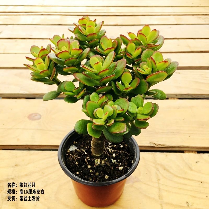 3年小老桩（摇钱树）一物一拍