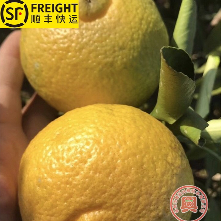 2号店2自助下单 带土移栽果树苗 编号蜜桔果树盆庭院种植带土栽培