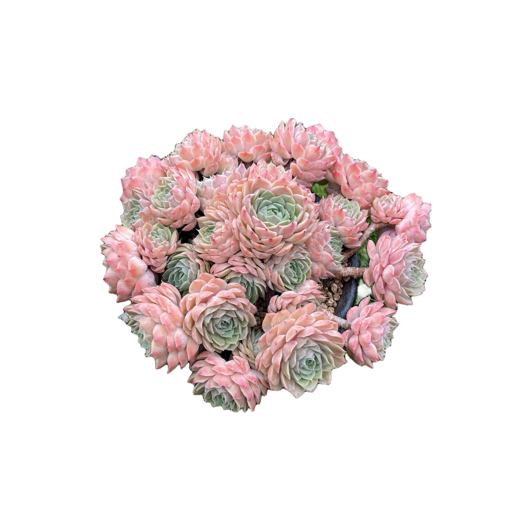 植迷园艺多肉植物2号