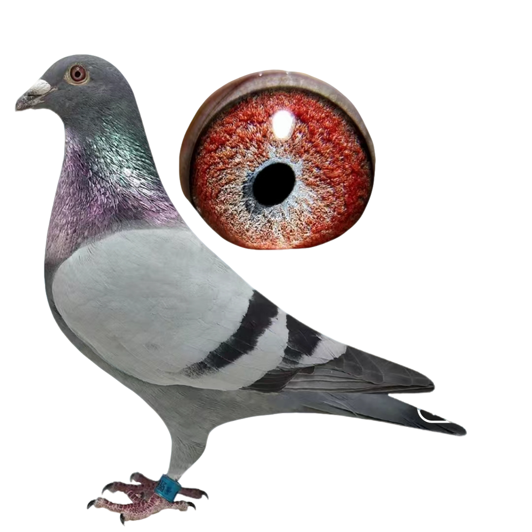 信鸽赛鸽成绩鸽比利时原环天落詹森盖比