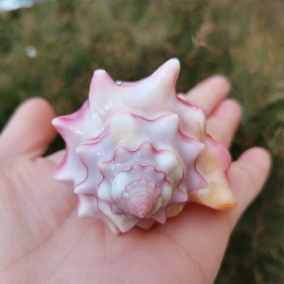 天然海螺贝壳海螺送礼结婚礼物家居装饰鱼缸水族箱造景