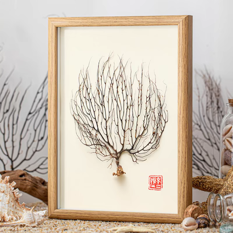 天然海树枝diy制作标本挂画手工艺品摆件相框家居创意装饰制品