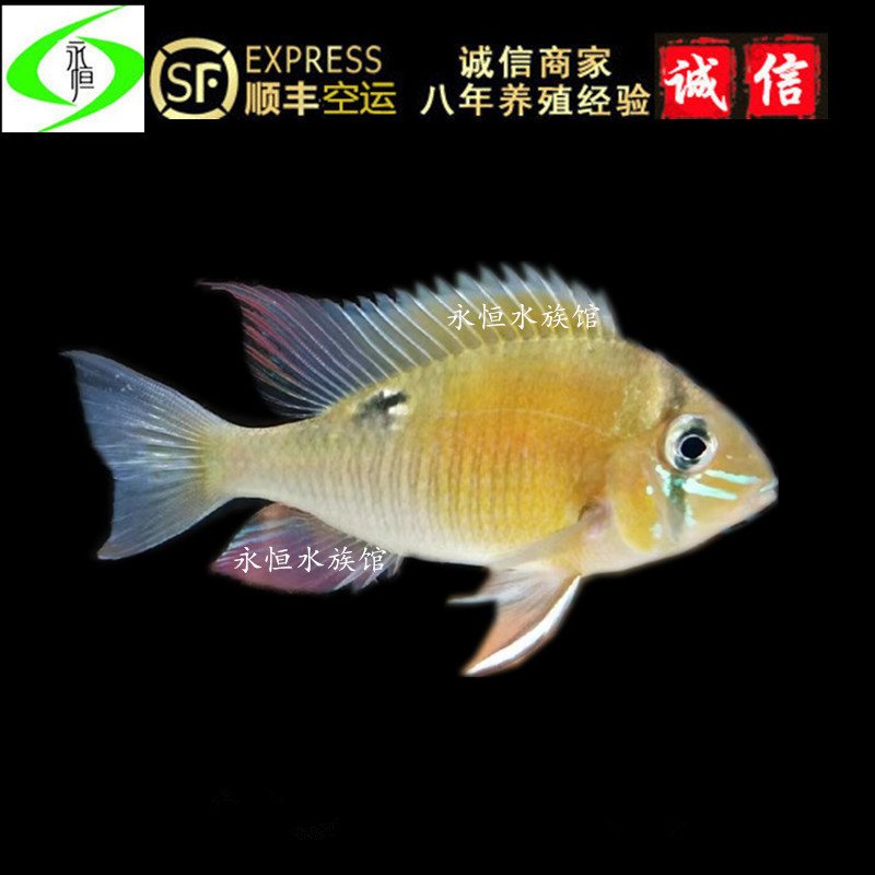 秘鲁黄腹月亮瓦瑞尼蓝月亮野生进口南美食土鲷鱼热带活体观赏鱼
