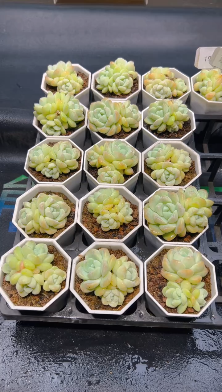 【闪购商品】2201-奶油冰玉群个别（不包整）一颗