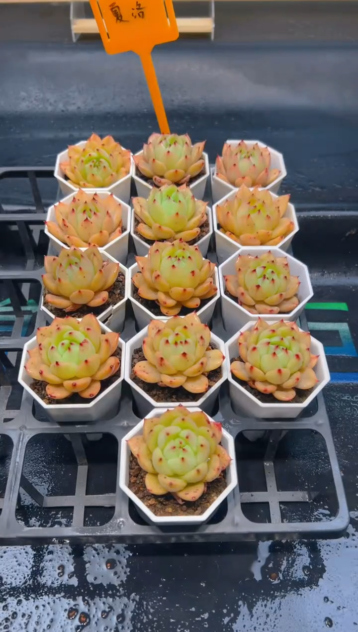 【闪购商品】004-夏洛香槟一颗半价福利