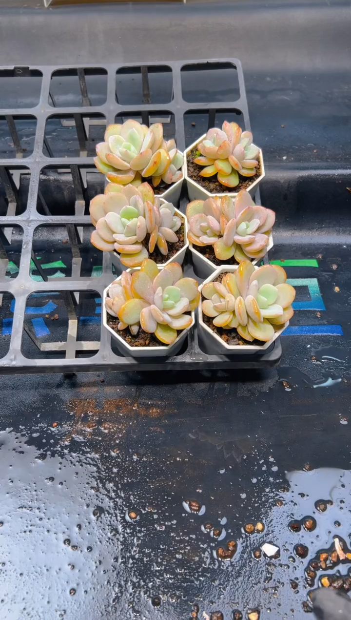【闪购商品】010-奶茶双头一颗