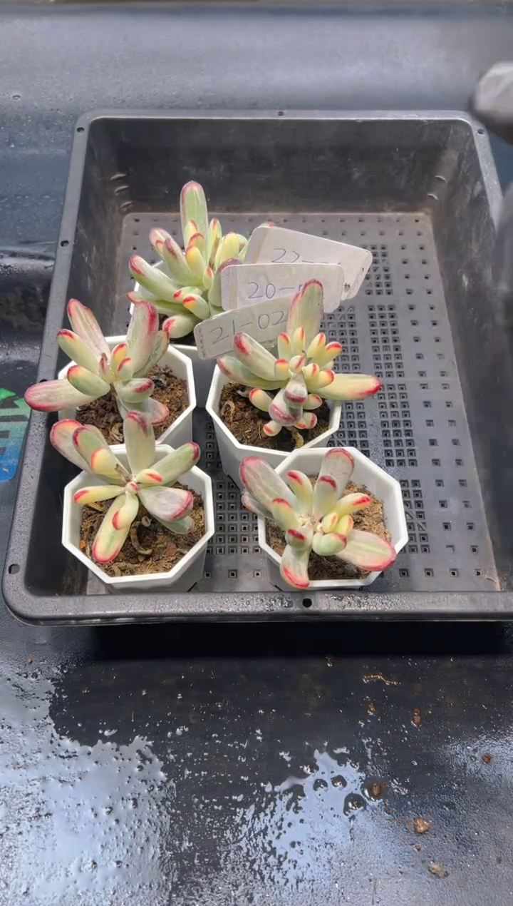 【闪购商品】2205-棒叶福娘锦群生一颗