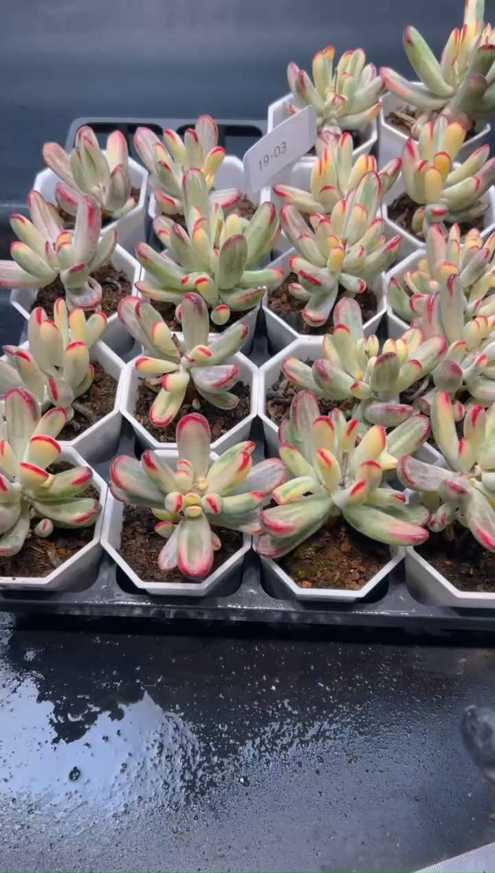 【闪购商品】1903-棒叶福娘锦群生一颗