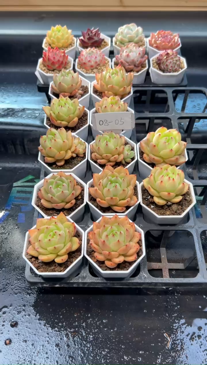 【闪购商品】0805-夏洛香槟一颗半价福利