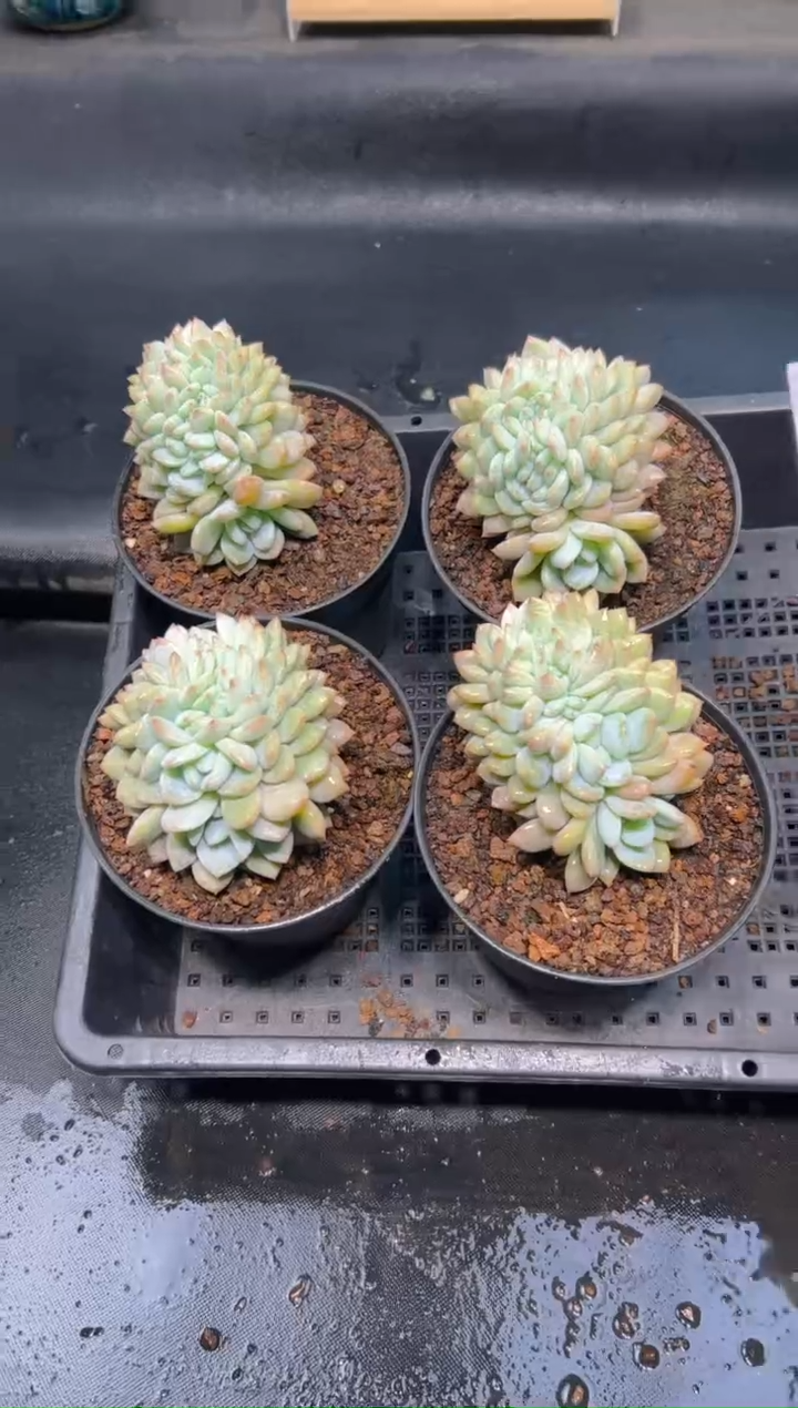 【闪购商品】004-橙梦露缀化一颗双十二大促
