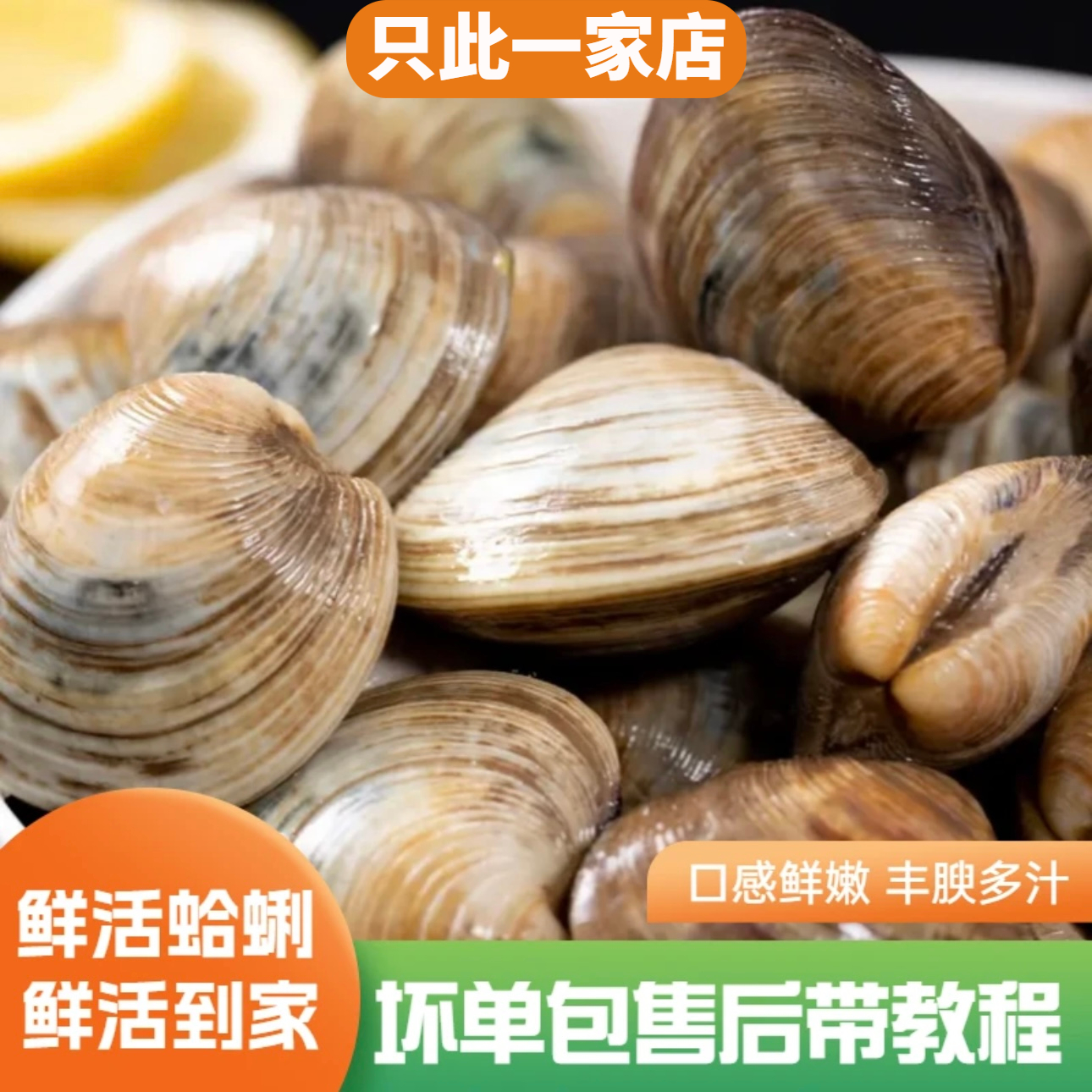 新鲜鲜活无沙大蛤蜊美贝（3斤/5斤/10斤）每斤10-15只，顺丰鲜活海鲜