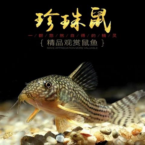 金翅珍珠鼠鱼精品满天星红金翅珍珠鼠水草缸吃垃圾清洁底层工具鱼