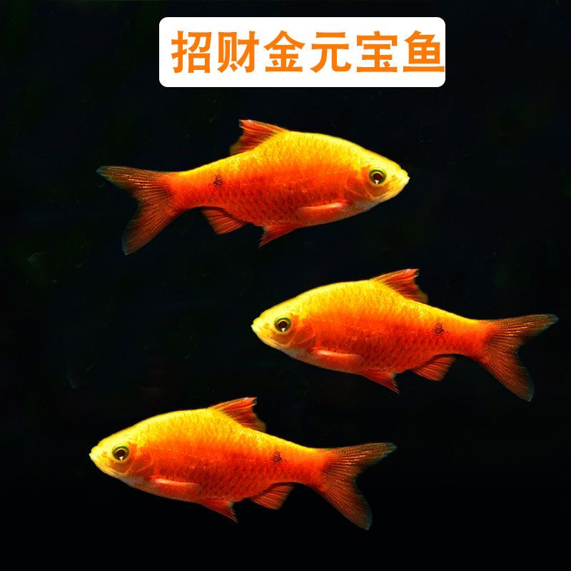 金元宝冷水观赏鱼玫瑰鲫条纹小鲃原生鱼耐寒耐活便宜彩虹红头鱼