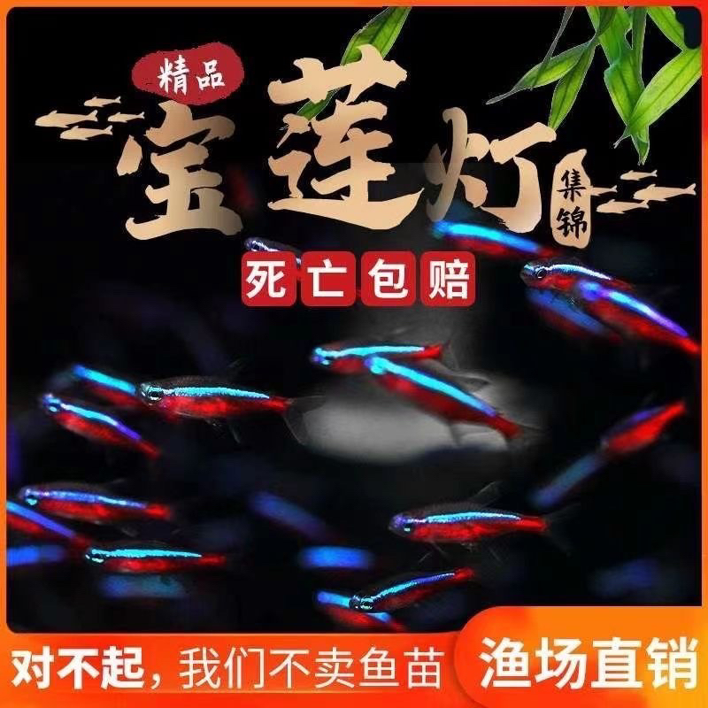 宝莲灯鱼活体鱼红绿灯鱼钻石灯鱼群游鱼黑灯鱼草缸鱼黑莲灯灯科鱼