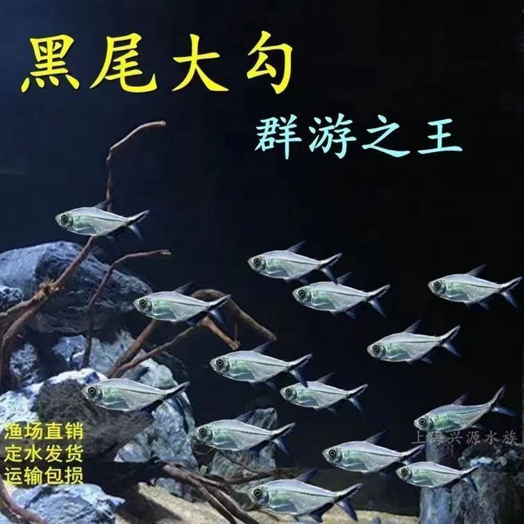 黑尾大勾群游鱼淡水鱼观赏小鱼草缸清仓观赏水生宠物群游观赏鱼