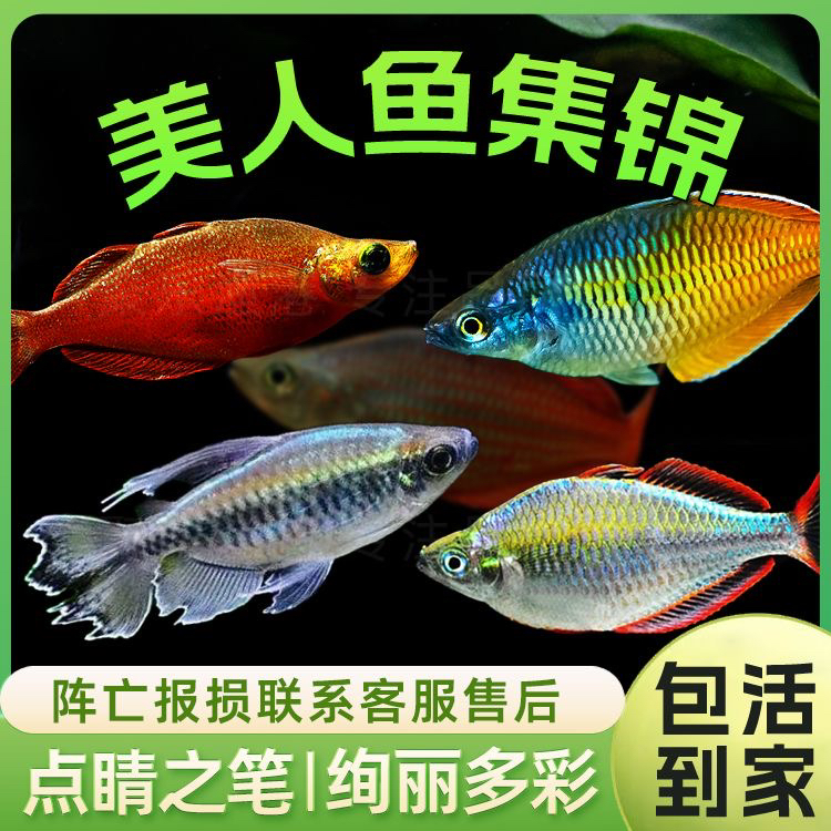 电光美人鱼石美人小鱼美人蓝美人电光球热带观赏鱼观背青鳉观赏鱼