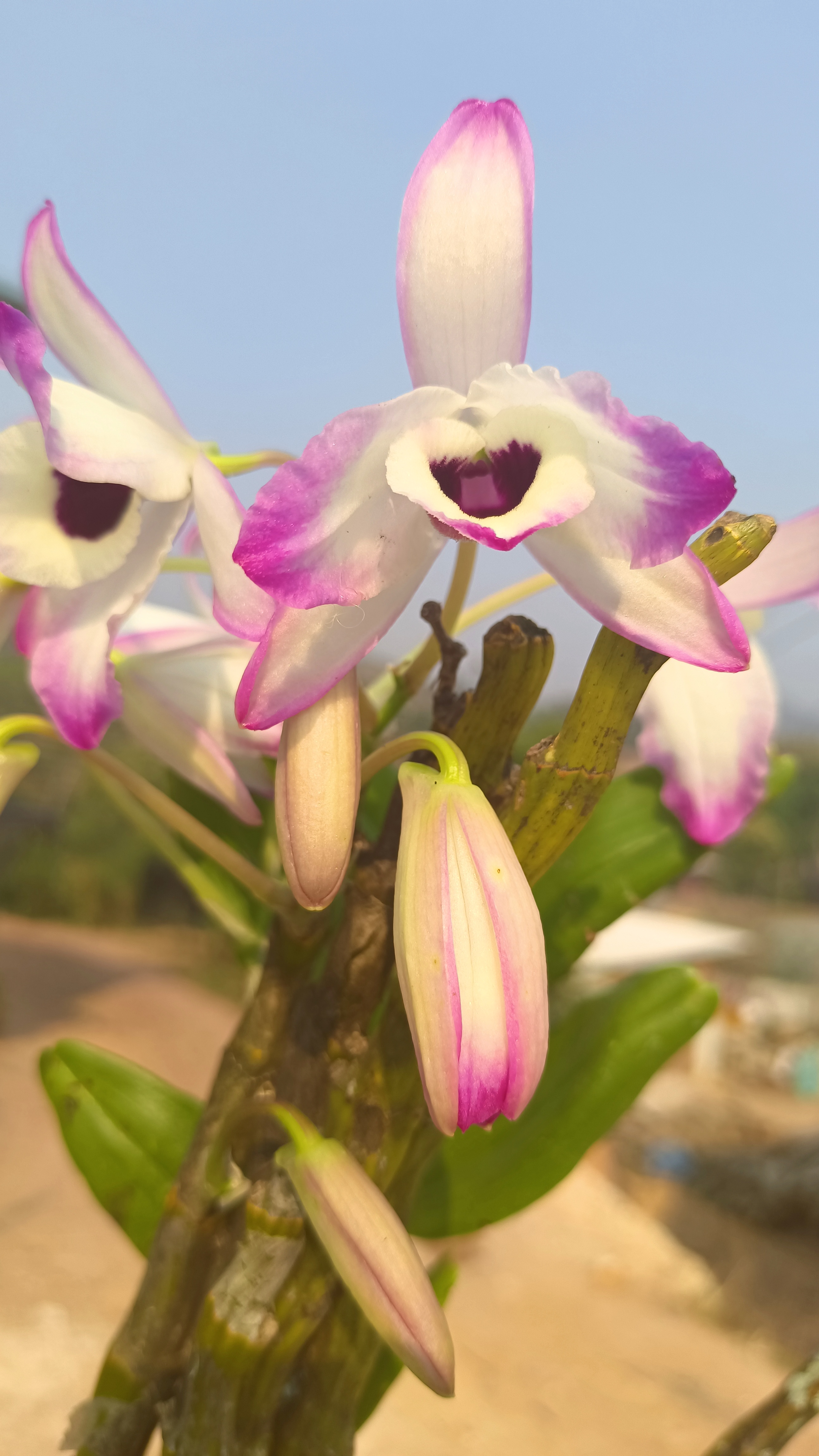 (小张家）的胖杆金钗石斛，原盆发货