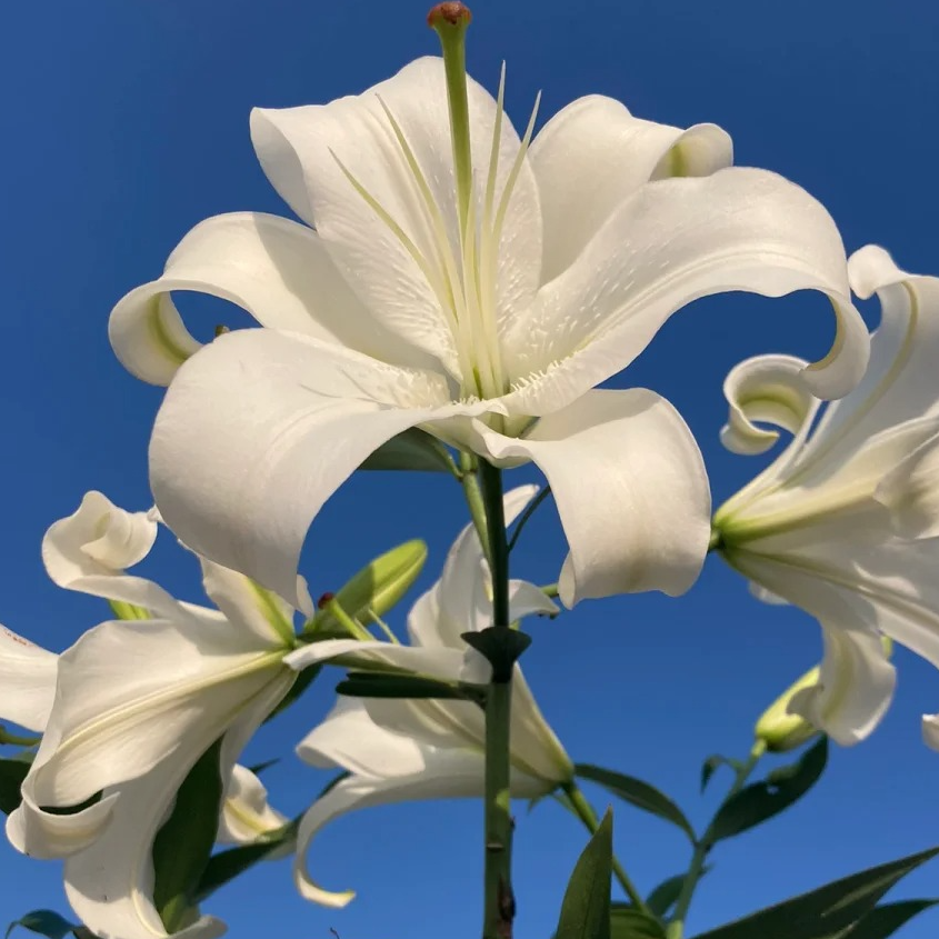【两个老六卖花花】白天霸百合 任意2单鲜花包邮 发货后不支持退款