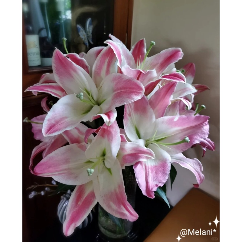 【两个老六卖花】阿尔巴雷特百合任意2单鲜花包邮发货后不支持退款