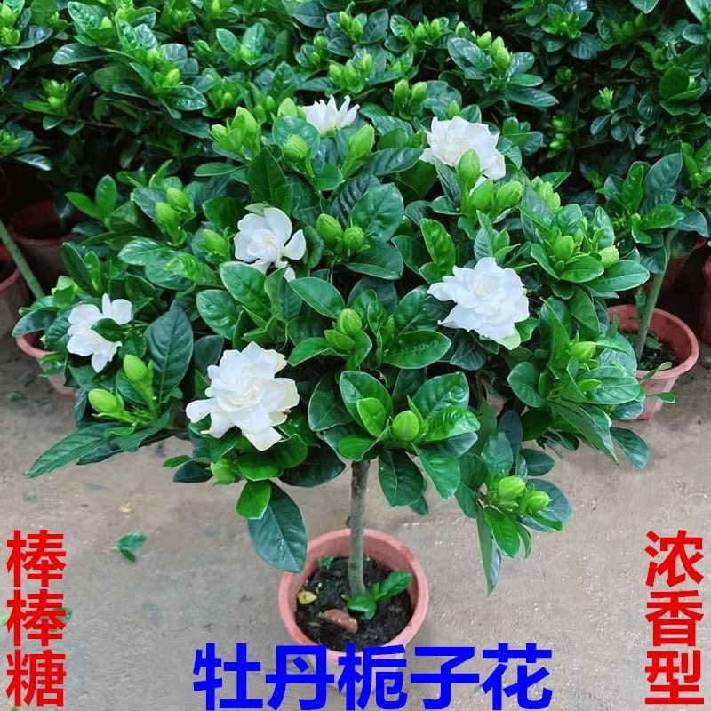 独杆棒棒糖栀子花带花苞四季开花浓香型庭院盆栽客厅阳台花卉好养
