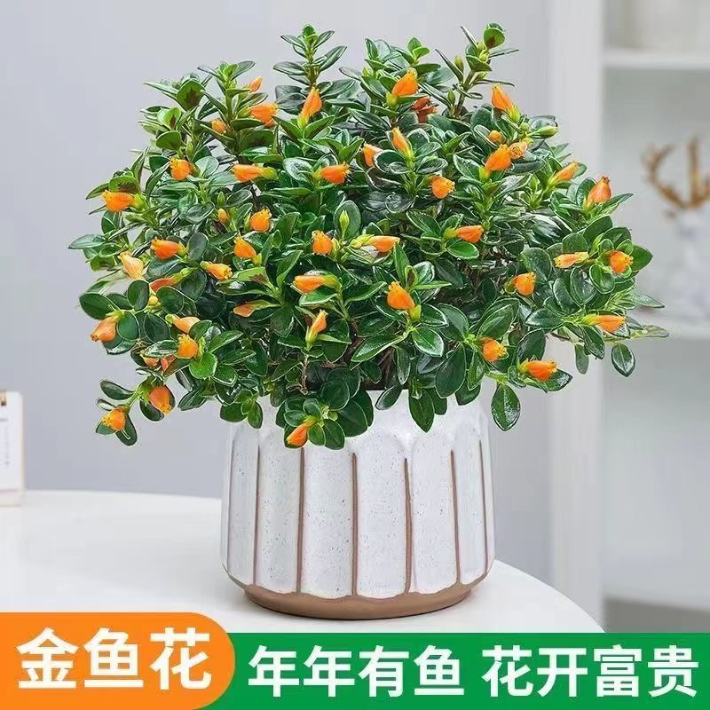 金鱼花吊兰盆栽四季开花绿植室内阳台耐寒热植物吸甲醛超好养花卉