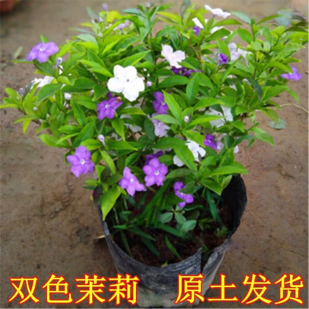 双色茉莉盆栽 双色花苗鸳鸯茉莉花阳台室内外盆栽 芳香花卉带花苞