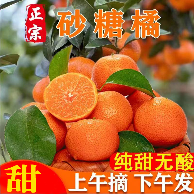 【顺丰包邮】超甜 正宗广西砂糖桔 新鲜现摘橘子桔子沙糖桔当季水果