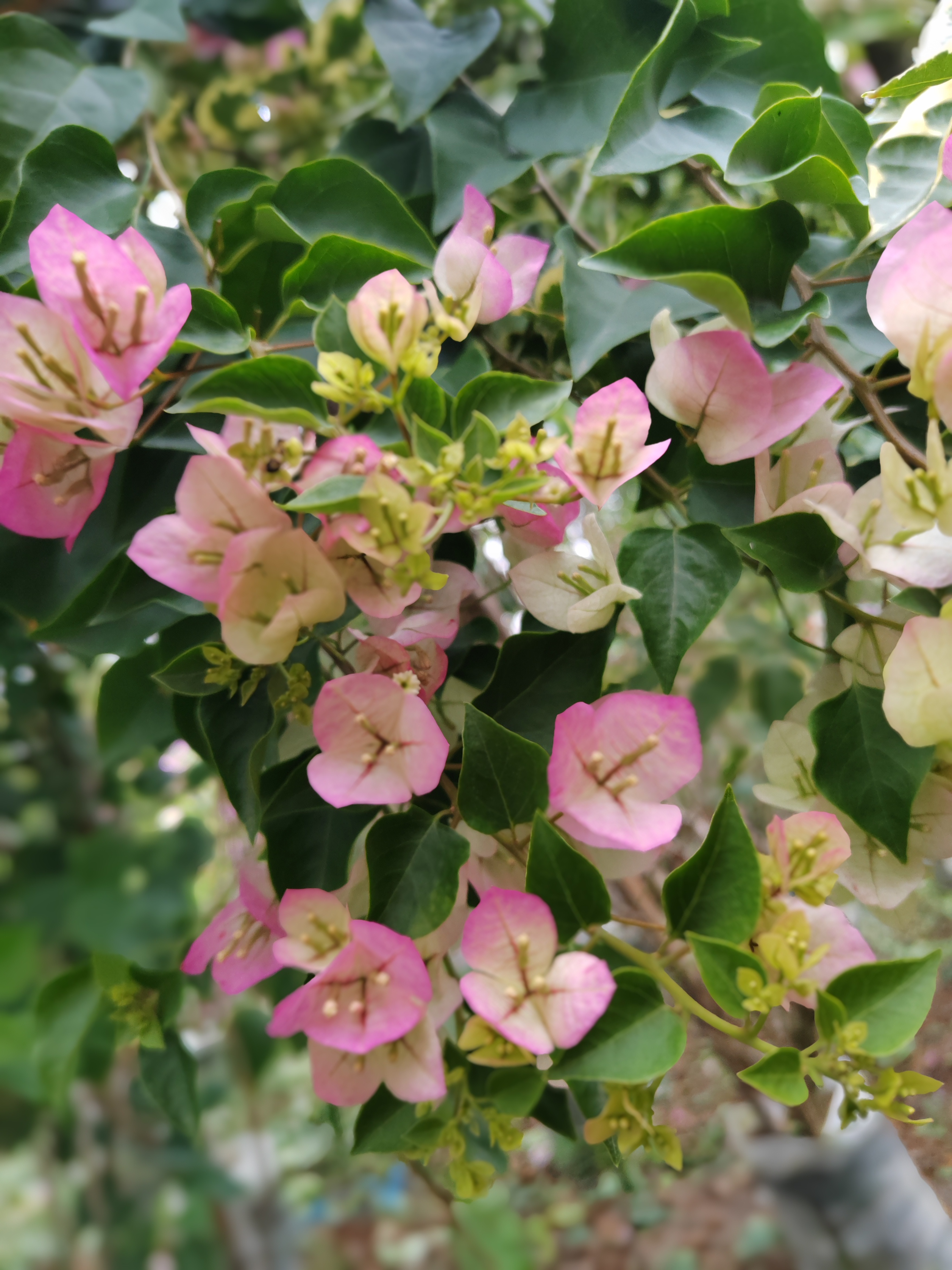 三角梅直播一物一拍