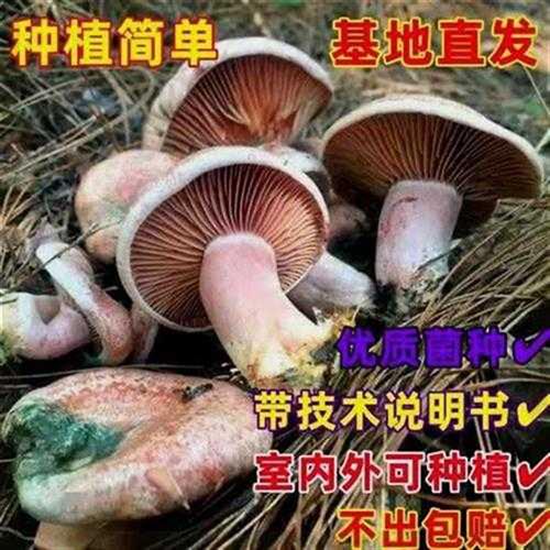 松树菌黄枞菌乌枞菌包优质母种高产家种菌种人工培植室内外可种植