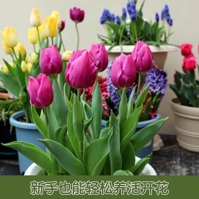 【郁金香5度球-水培套餐】荷兰进口种球新手阳台地栽盆栽