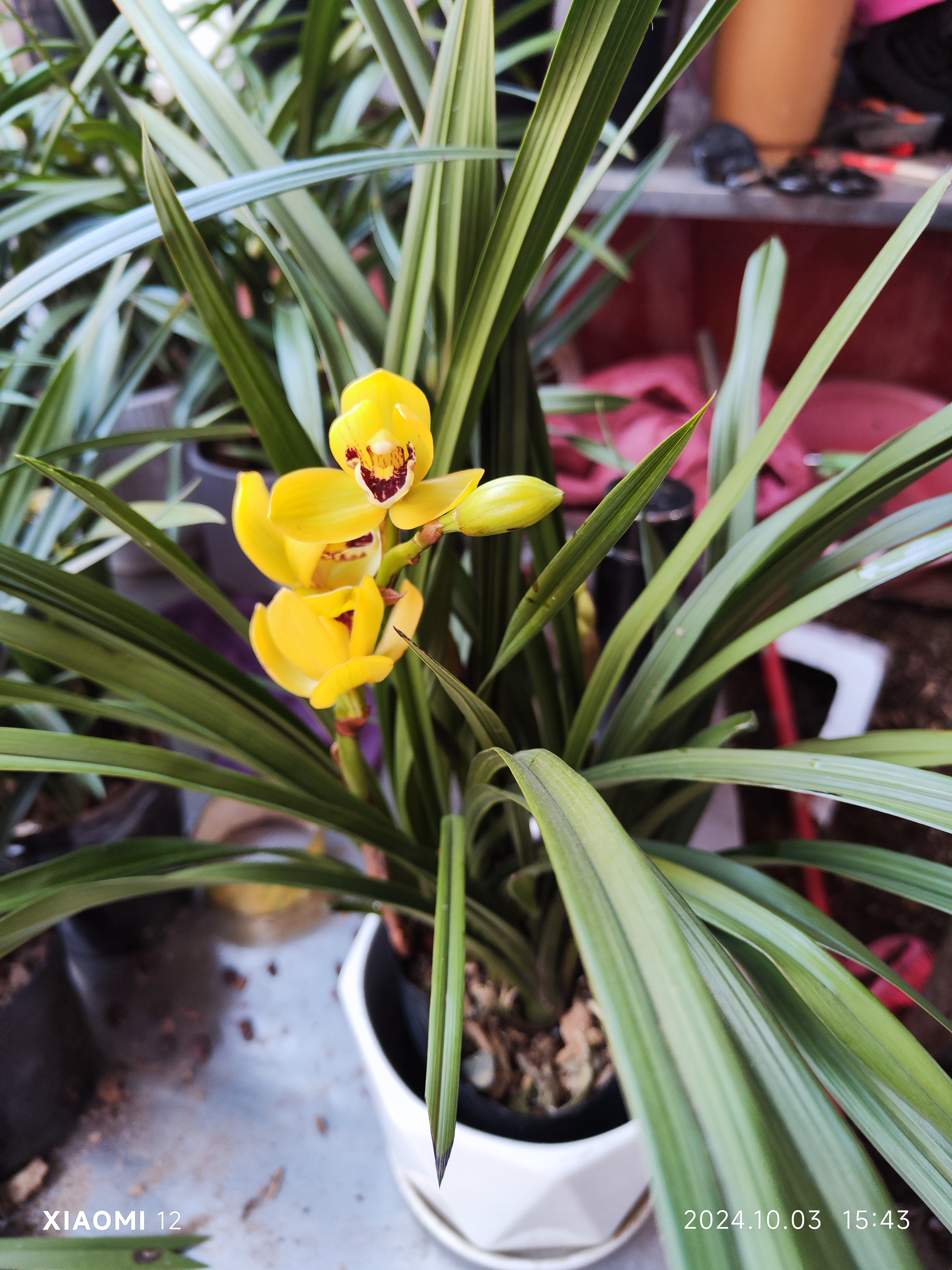 小神童，四季兰铭品盆栽