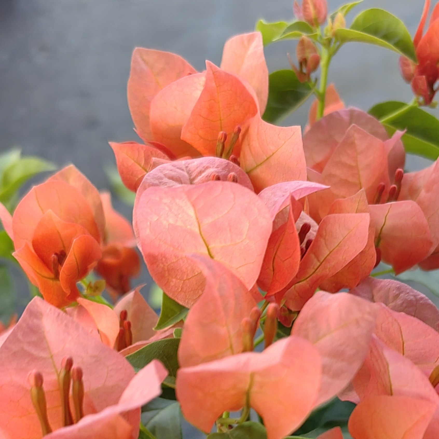 [不甜西瓜]三角梅阳台庭院，喜干喜阳