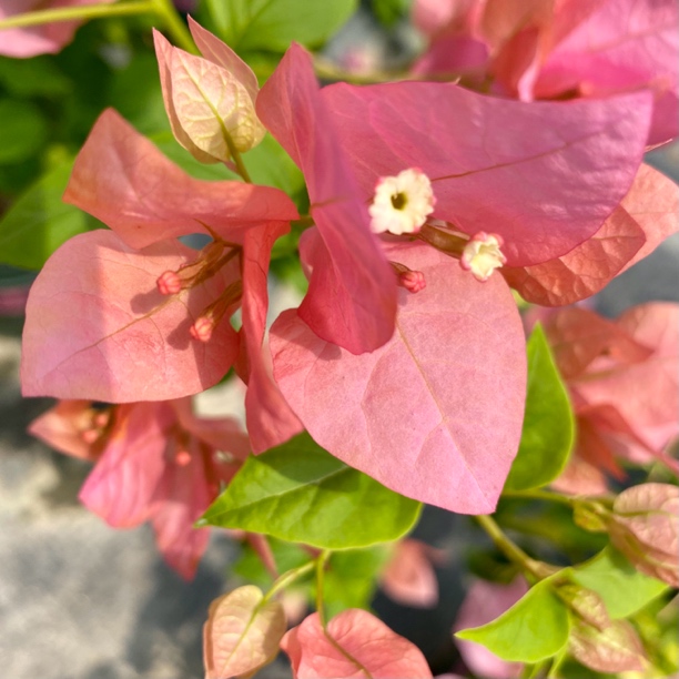 【橙粉公主】三角梅网红同款，四季开花，勤花品种基地直发