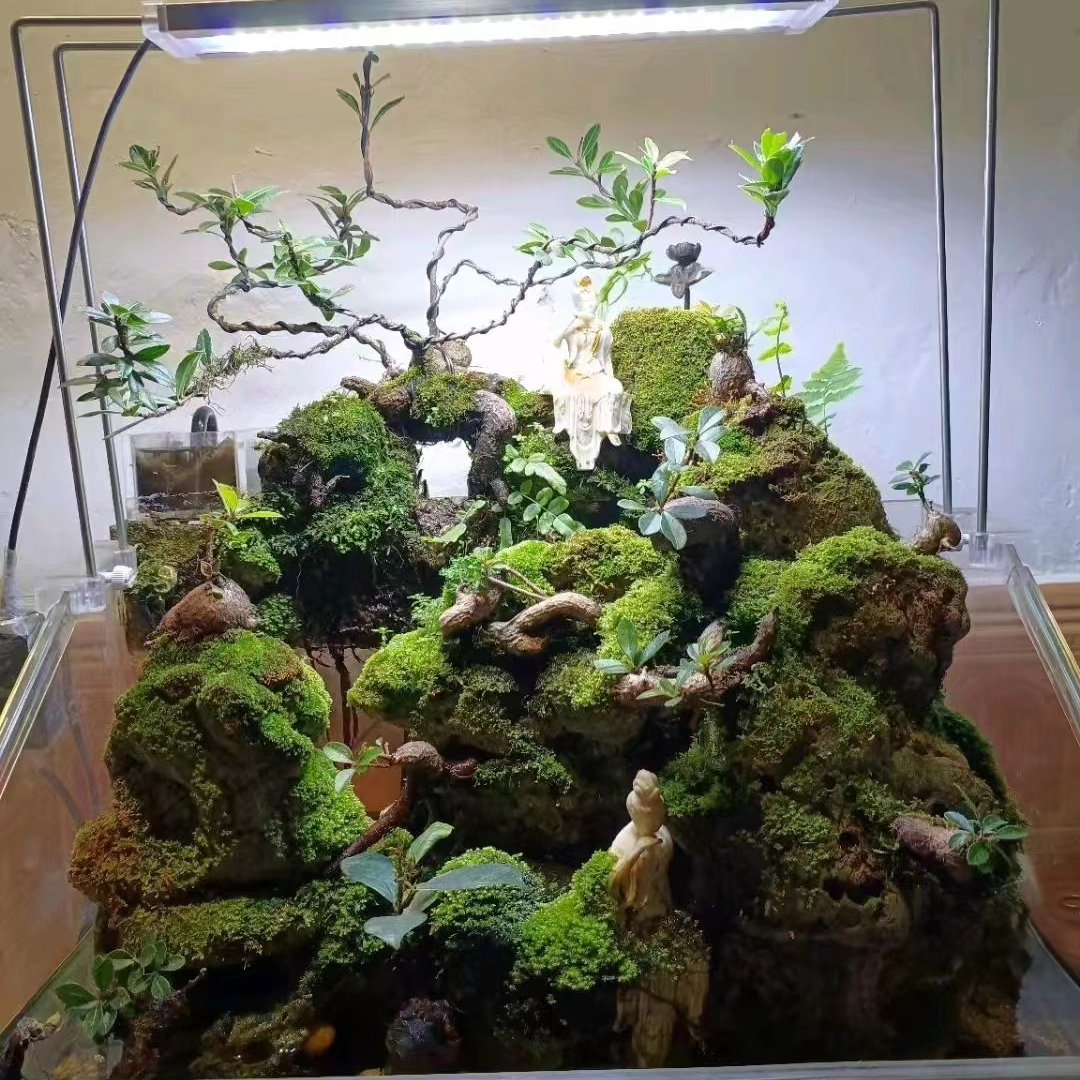 云南网红植物树萝卜五翅梅